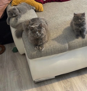 Pui Pisica - British Longhair - 2+luni - imagine 5