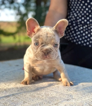 Bulldog francez Isabella Merle tan - posibilitate transport - buldog francez - imagine 4