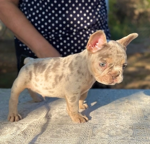 Bulldog francez Isabella Merle tan - posibilitate transport - buldog francez - imagine 3