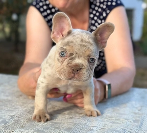 Bulldog francez Isabella Merle tan - posibilitate transport - buldog francez - imagine 2