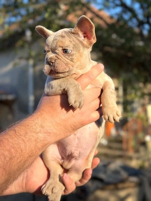 Bulldog francez Isabella Merle tan - posibilitate transport - buldog francez - imagine 5