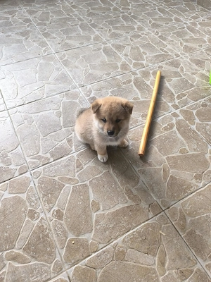 Pui Shiba Inu - imagine 3