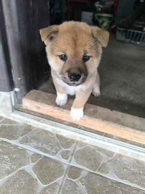 Pui Shiba Inu - imagine 2