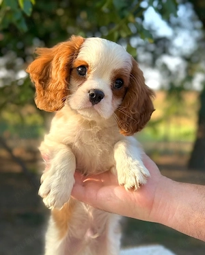 cavalier king Charles băiețel 
