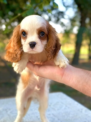 cavalier king Charles băiețel 