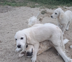Un mascul si o femela golden retriever, ultimii din cuib - imagine 4
