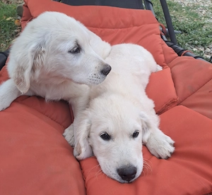 Un mascul si o femela golden retriever, ultimii din cuib - imagine 2