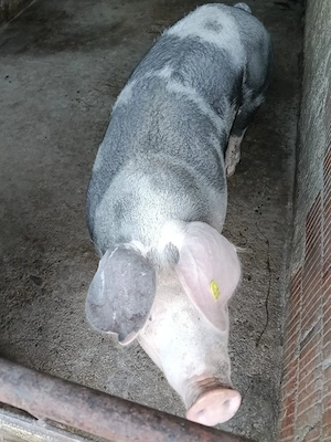 Vând porci 