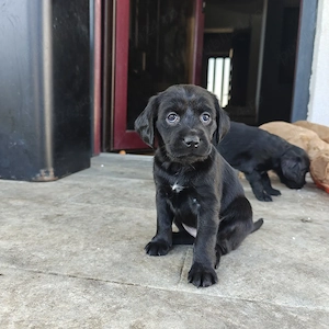Pui Cocker Spaniel 6 Fetițe   2 băieți  - imagine 2
