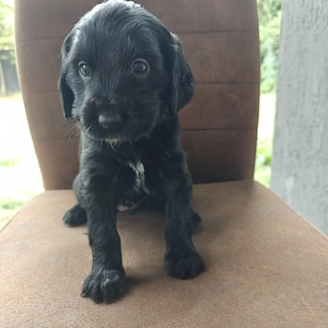 Pui Cocker Spaniel 6 Fetițe   2 băieți 