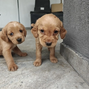 Pui Cocker Spaniel 6 Fetițe   2 băieți  - imagine 3
