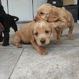 Pui Cocker Spaniel 6 Fetițe   2 băieți  - imagine 4