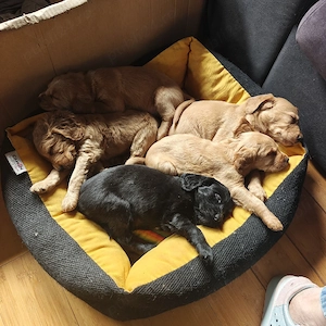 Pui Cocker Spaniel 6 Fetițe   2 băieți  - imagine 5