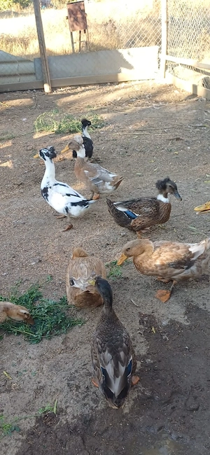 Rate mâncare macaitoare motate si fără moț - imagine 4