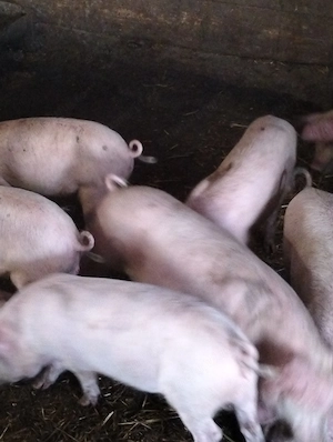Purcei de 10 săptămâni ,marele alb 