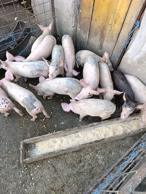 purcei preț bun!
