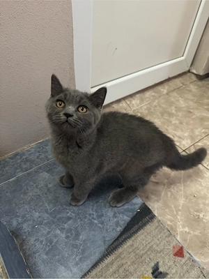 Motănel British Shorthair, 3 luni, vaccinat, carnet de sănătate