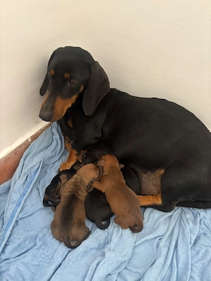 Pui de Teckel de vânzare   5 micuți își caută familii iubitoare - imagine 2