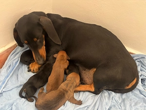 Pui de Teckel de vânzare   5 micuți își caută familii iubitoare