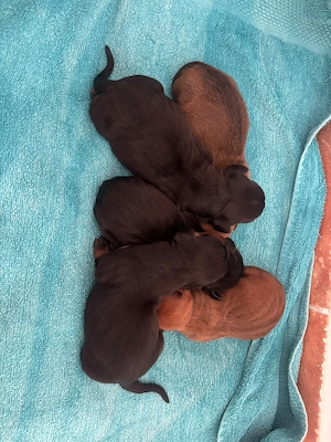 Pui de Teckel de vânzare   5 micuți își caută familii iubitoare - imagine 4