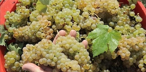 Vând Strugurii de Vin proaspeți dulci 