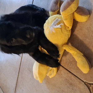 Pui cocker spaniel  - imagine 5