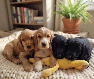 Pui cocker spaniel 