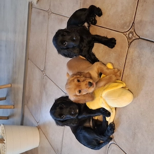Pui cocker spaniel  - imagine 4