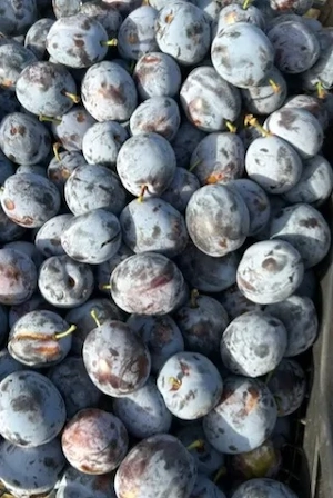Prune și corcodușe 