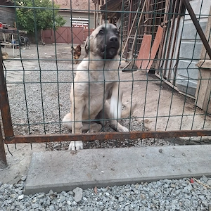 Cateaua kangal 3 luni jumate - imagine 4