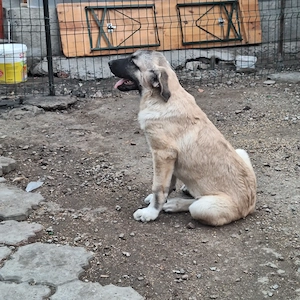 Cateaua kangal 3 luni jumate
