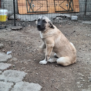 Cateaua kangal 3 luni jumate - imagine 2