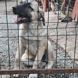Cateaua kangal 3 luni jumate - imagine 3