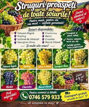vând Strugurii de Vin proaspeți dulci 