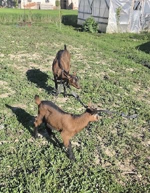 Capră alpină franceză cu lapte 