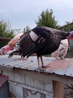 Curci si curcani de vanzare