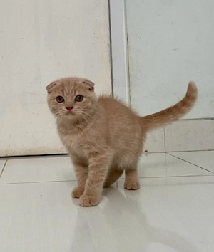 scottish fold asigur transport 