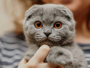 scottish fold asigur transport  - imagine 2