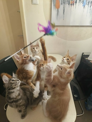 Pui de pisica Maine Coon - imagine 2