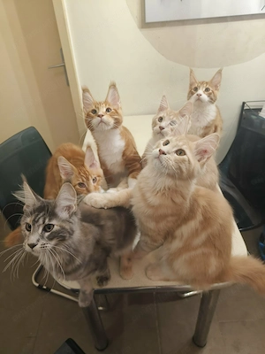 Pui de pisica Maine Coon - imagine 4