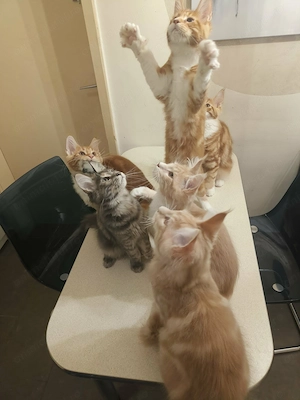 Pui de pisica Maine Coon - imagine 3
