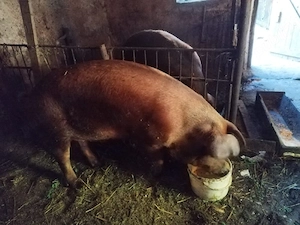 Vând porc pentru sacrificat - imagine 3
