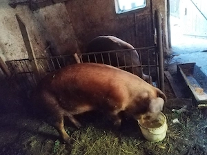 Vând porc pentru sacrificat - imagine 2