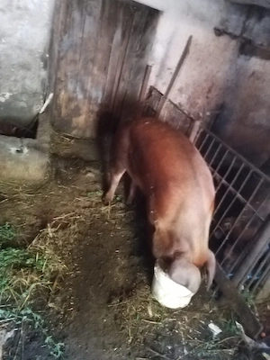 Vând porc pentru sacrificat - imagine 4