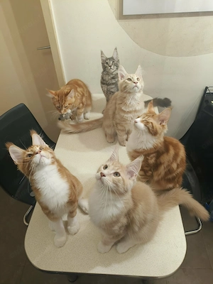 Pui de pisica Maine Coon - imagine 5