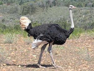 Vand carne de strut