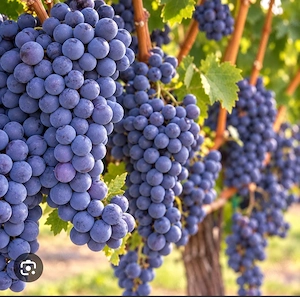 Feteasca alba de Pietroasele si Merlot