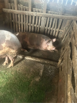 vand porci 