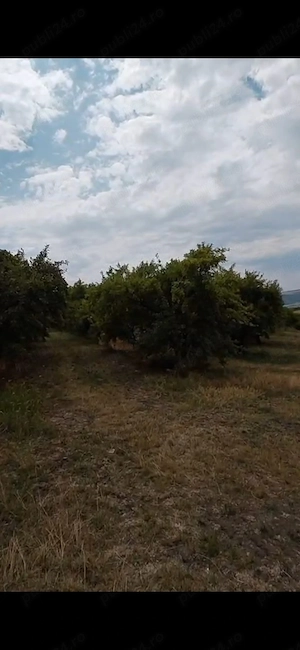 2euro mp livadă pe rod la stradă ...jud Vaslui  - imagine 6