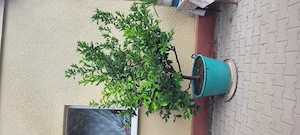 Arbust lamai 28 ani